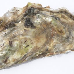 oyster