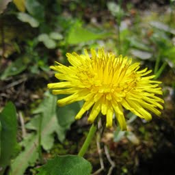 dandelion-greens