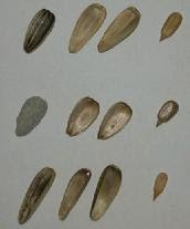 sunflower-seed-kernels