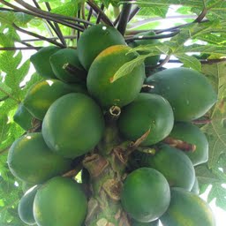 papayas