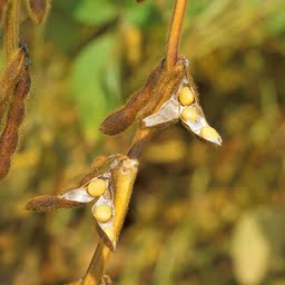 soybeans