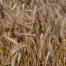 triticale