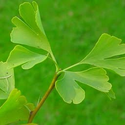ginkgo-nuts