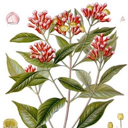 cloves
