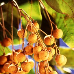 longans