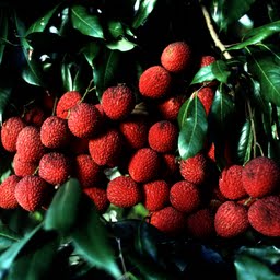 litchis