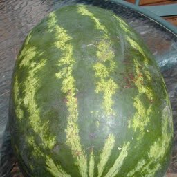 watermelon