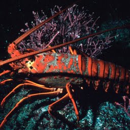 spiny-lobster